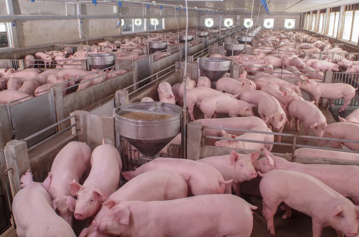 เจาะลึกโครงสร้างราคาหมูไทย-สหรัฐ พร้อมผลกระทบที่คนไทยต้องรู้