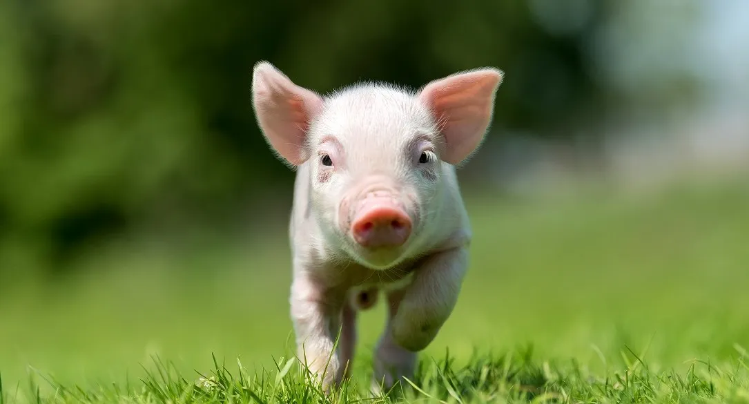 เจาะลึกโครงสร้างราคาหมูไทย-สหรัฐ พร้อมผลกระทบที่คนไทยต้องรู้