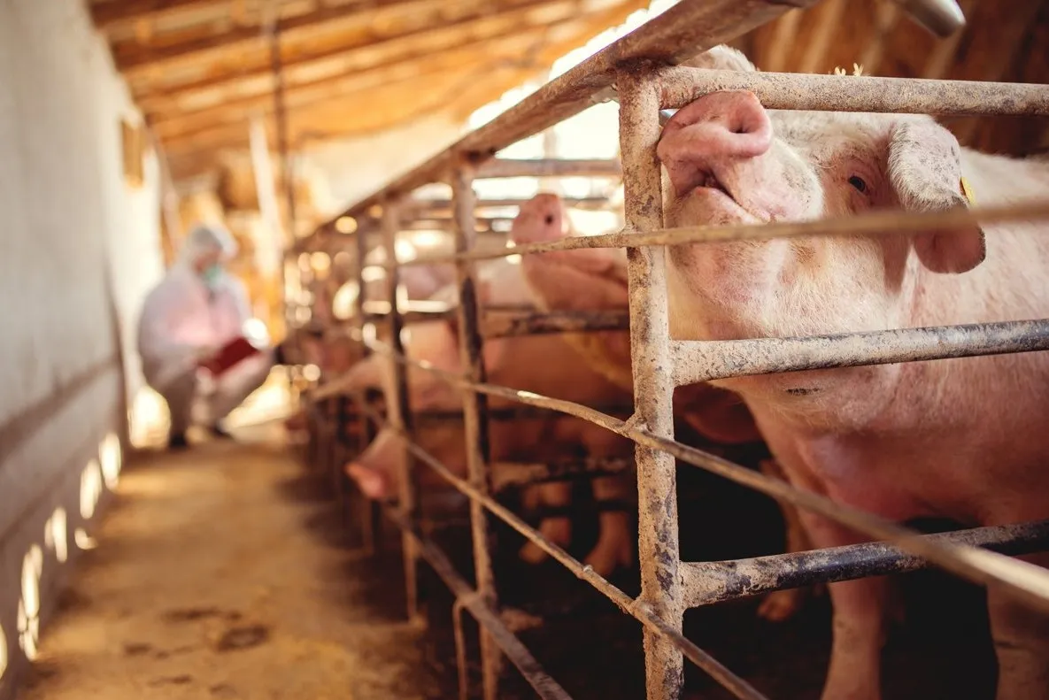 เจาะลึกโครงสร้างราคาหมูไทย-สหรัฐ พร้อมผลกระทบที่คนไทยต้องรู้