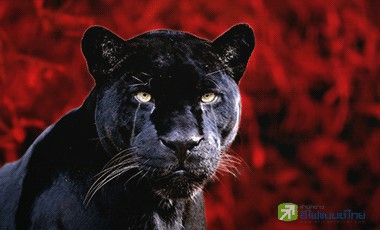 "ผมไม่ได้ทำ"