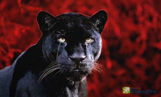 รูป "ผมไม่ได้ทำ"