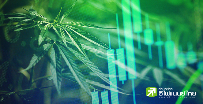 รูป กัญชงฟีเวอร์