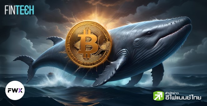 พฤติกรรม “วาฬ” กำลังส่งสัญญาณขาขึ้นของ Bitcoin?