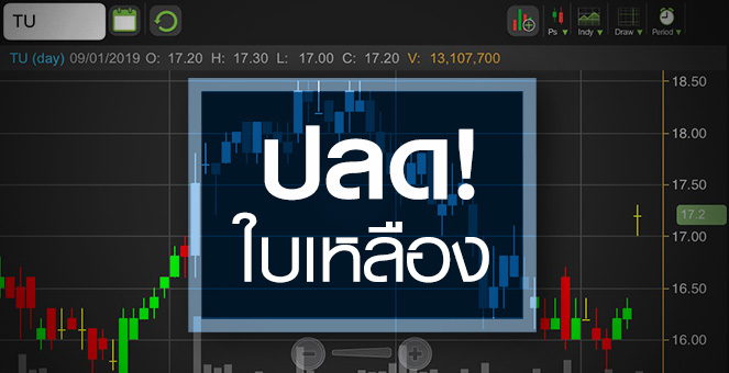 TU ปลดล็อค!ใบเหลือง จับตาแผนขยายตลาดเพิ่ม