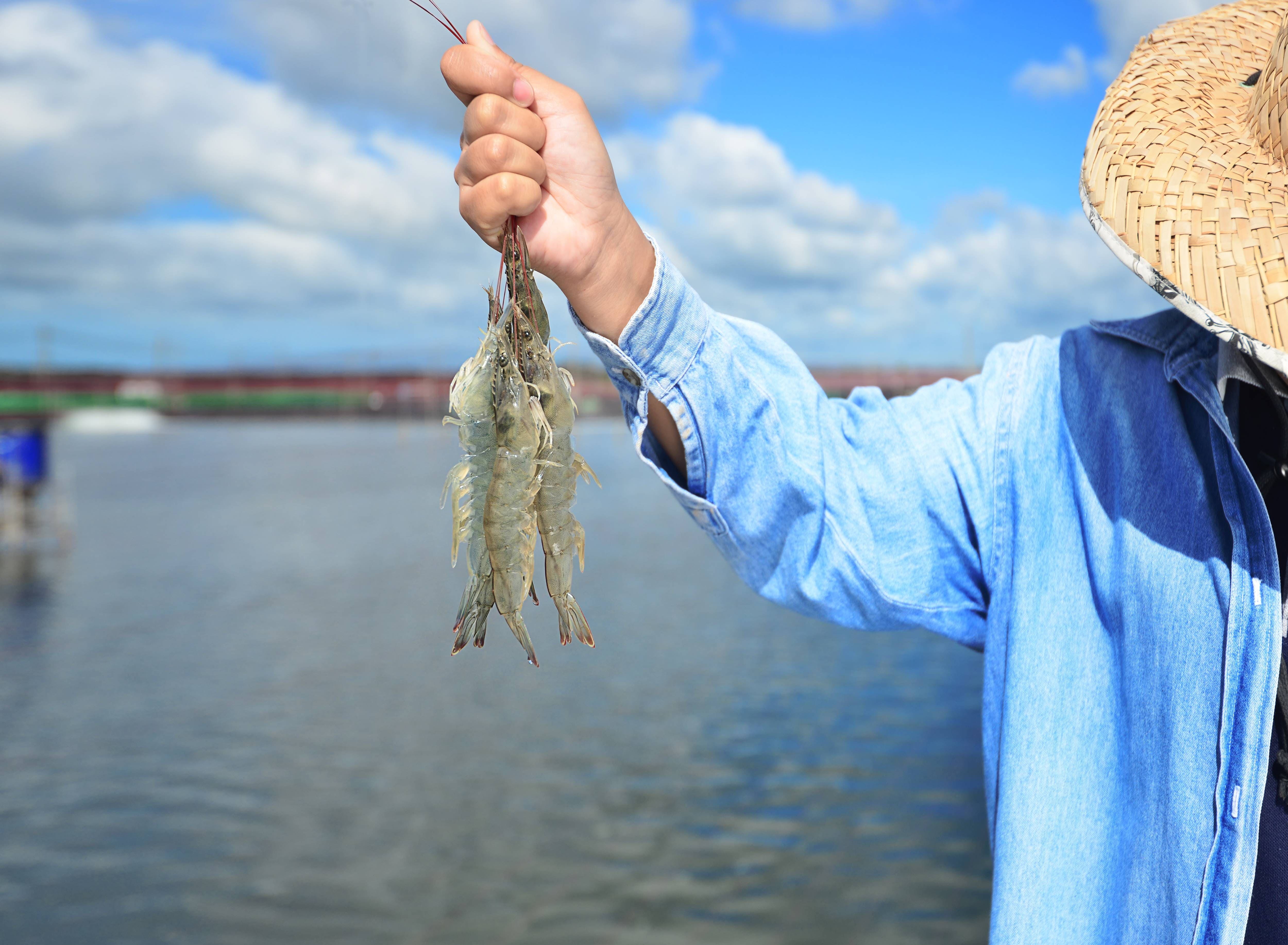 ฟาร์มกุ้ง