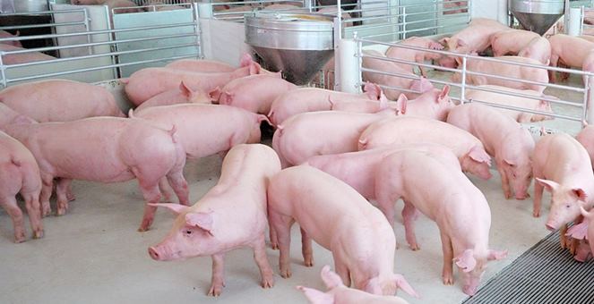 กรมปศุสัตว์ ยันไข้หวัดหมูระบาดในไต้หวัน ระบาดตามฤดูกาลทุกปี