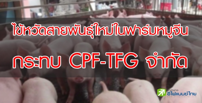 โบรกฯ คาดไข้หวัดสายพันธุ์ใหม่ในฟาร์มหมูจีน กระทบ CPF-TFG จำกัด
