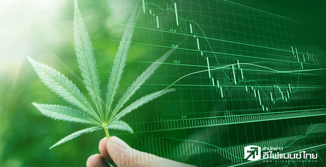 ข่าวนี้ที่ 1 : หุ้นกัญชงคึก GUNKUL คว้าไลเซนส์ปลูก-KWM ขออย.ลุยเครื่องสำอางเดือนนี้