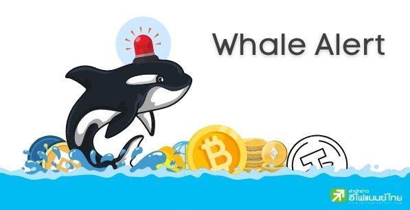 คู่มืออ่านเกม ‘บิ๊กล็อต’ ผ่าน ‘Whale Alert’ ที่คนเทรด Crypto ดูกัน
