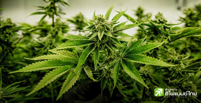 ยิ้มหวานทั้งประเทศ ...เตรียมปลดล็อคกัญชา ปลูกได้แล้วทุกบ้าน