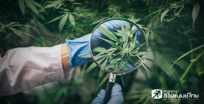 นายกฯ หนุนกัญชาทางการแพทย์ ย้ำยังต้องควบคุมเหมือน บุหรี่-สุรา