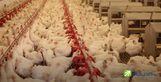 ครม.สั่งเพิ่ม `ไก่ - เนื้อไก่` เป็นสินค้าควบคุมปี 65  ช่วยประชาชน