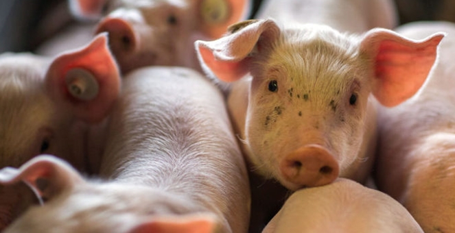 รัฐบาล สั่งห้ามส่งออกหมู 3 เดือน แก้ปัญหาราคาแพง