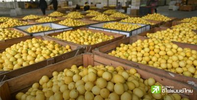 ประชาชนจีนแห่ซื้อเลมอนหวังพึ่งวิตามินซี เสริมภูมิ-ต้านโควิด ขณะที่ยาแก้หวัดขาดตลาด