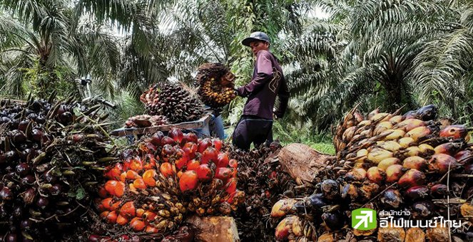อินโดนีเซีย ประกาศยกเลิกคำสั่งห้ามส่งออกน้ำมันปาล์ม เริ่ม 23 พ.ค.นี้