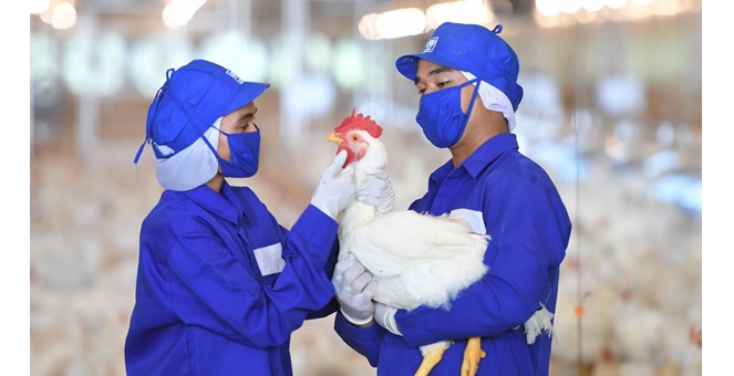 動物愛護と食の安全の原則に則ったブロイラー鶏の生産を強化するCPF認定LRファームファースト
