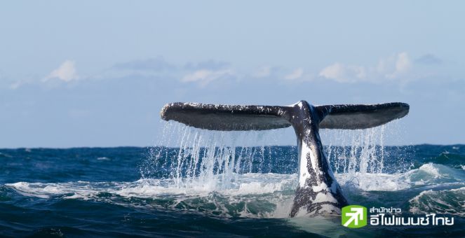 ข้อมูล Onchain เผยวาฬ 4 ตัวเริ่มสะสม Memecoin ตัวนี้แล้ว!