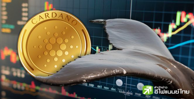 ‘วาฬ ADA’ อาละวาด! เพิ่มยอดถือครอง 11% ใน 30 วันกูรูทำนายฉายแววขาขึ้น