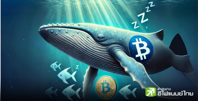 วาฬ Bitcoin ยังนิ่ง! ปริมาณการทำธุรกรรมดิ่ง 33% นักวิเคราะห์คาด “รอจังหวะช้อน”