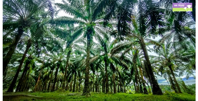 ศรีตรังฯ เดินหน้าปลูกปาล์มน้ำมันโครงการนำร่องทั่วประเทศ รับเทรนด์ราคาปาล์มอยู่ในระดับสูง