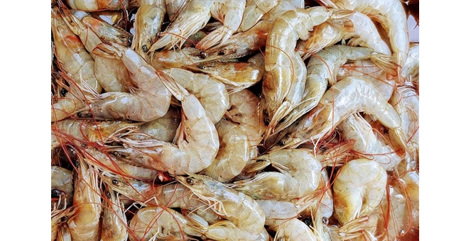 SCB EIC มองแนวโน้มอุตสาหกรรมกุ้ง