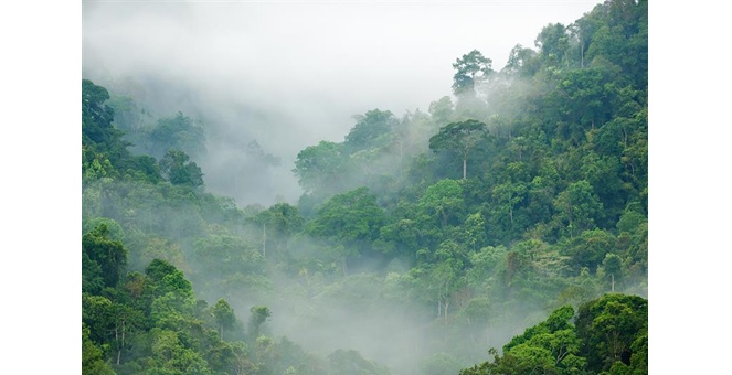 SCB EIC เผย EU จัดไทยอยู่ในกลุ่มเสี่ยงต่ำด้านการตัดไม้ทำลายป่า หนุนโอกาสส่งออก `ยางพารา-ปาล์มน้ำมัน` สู่ตลาดยุโรป