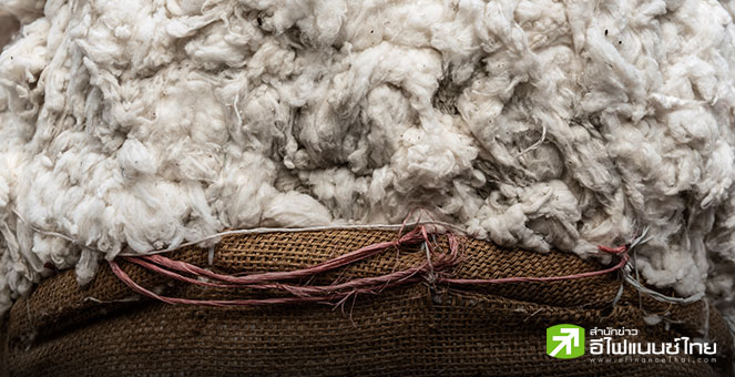 ยอดส่งออกฝ้ายสหรัฐฯ ไปจีน ร่วง 90% ในครึ่งแรกปีนี้ หลังอุตฯ สิ่งทอย้ายฐานไปเวียดนาม